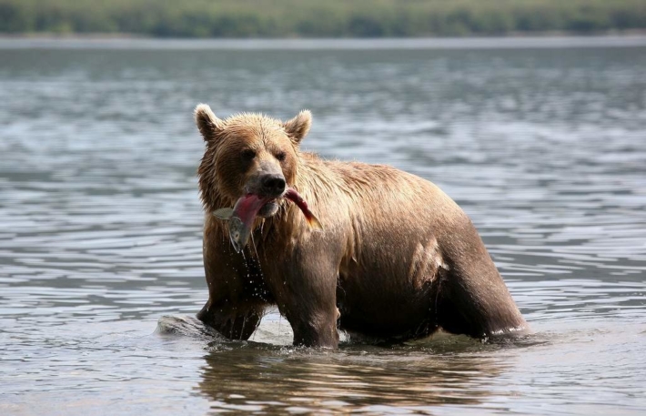 川で鮭を獲る茶色の熊