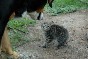 犬に怯える子猫